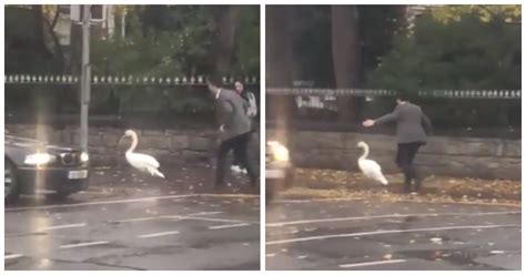 Supervet Noel Fitzpatrick Rescuing This Swan Is The Most Bizarre