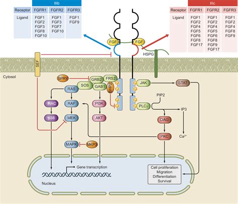 The FGF FGFR System In The Physiopathology Of The Prostate Gland