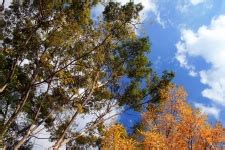 lofty tree tops  stock photo public domain pictures