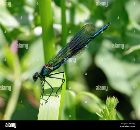 A Male Banded Demoiselle Calopteryx Splendens Damselfly Stock Photo