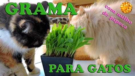 GRAMA PARA GATOS Milho De Pipoca Gatil Hauser YouTube