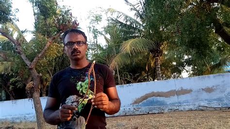 Ground Water Divining Using Neem Stick Very Basic To Study Water