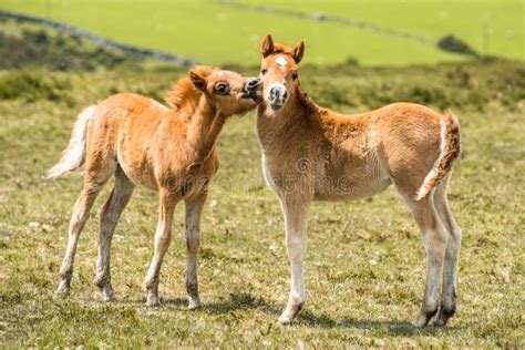 Ponies and Young Pony Foals in Dartmoor National Park Stock Image - Image of galloping, gallop ...