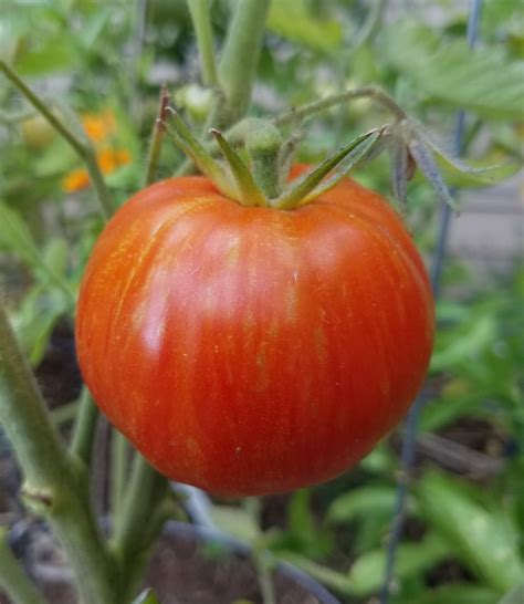 Solar Flare Tomato The Coeur D Alene Coop