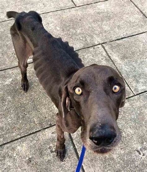 Starving Dog Who Survived By Eating Twigs And Rocks Gets His Happily