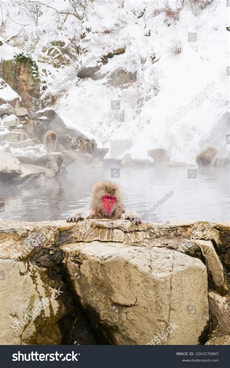 Snow Monkeys Relaxing Hot Springs Stock Photo 2263276865 Shutterstock