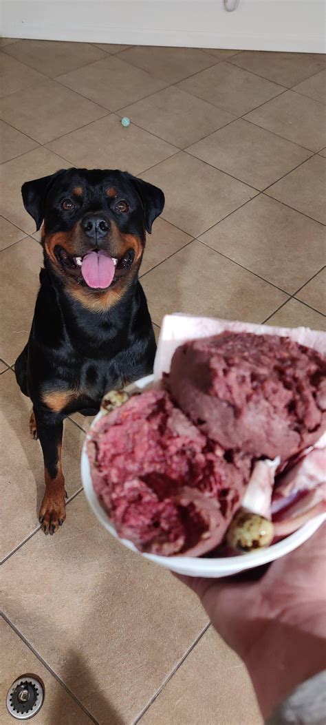 Anyone else fed their pup raw food? Dexter here wouldn't even touch