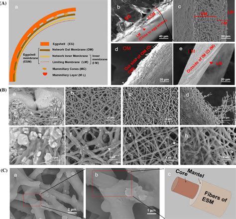 Microstructure of eggshell membrane (ESM). A a schematic diagram of... | Download Scientific Diagram