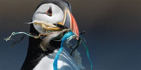 90 des oiseaux marins sont intoxiqués par le plastique LPO Ligue