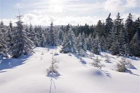 Fresh Snow in the Mountains Stock Image - Image of forest, alpine: 8004289