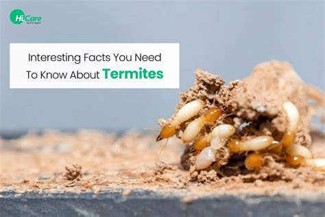 Interesting Facts About Termites Hicare