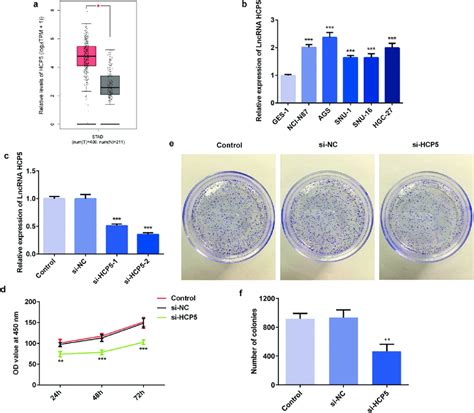 LncRNA HCP5 Silencing Inhibits The Proliferation Of AGS Cells A The