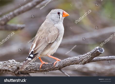 Female Zebra Finch