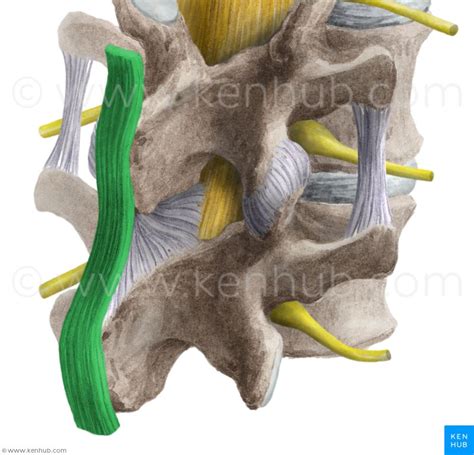 Supraspinous Ligament Cadaver