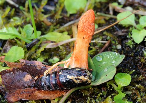 Cordyceps militaris: The Ultimate Mushroom Guide + Tea Recipe