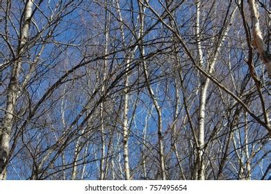 Naked Aspen Trees Stock Photo 757495654 Shutterstock