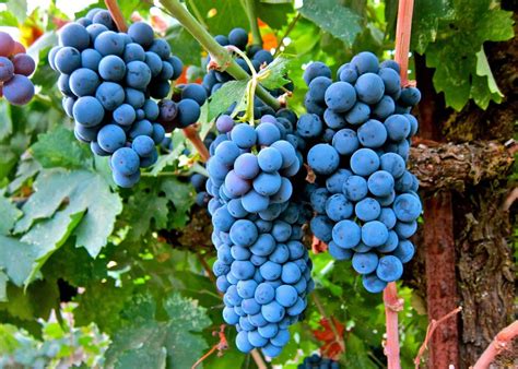 types  wine grapes  dive   popular varieties