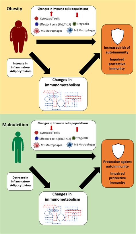 Frontiers Changes In Nutritional Status Impact Immune Cell Metabolism