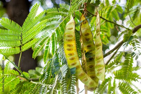 Bright Green Leaves And Seed Pods Of Honey Locust Gleditsia