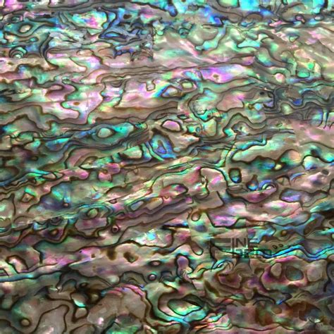 Home Improvement Wallpapers New Zealand Abalone Paua Shell Mother Of