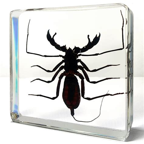 Bugs In Resin Museum Quality Resin Specimens