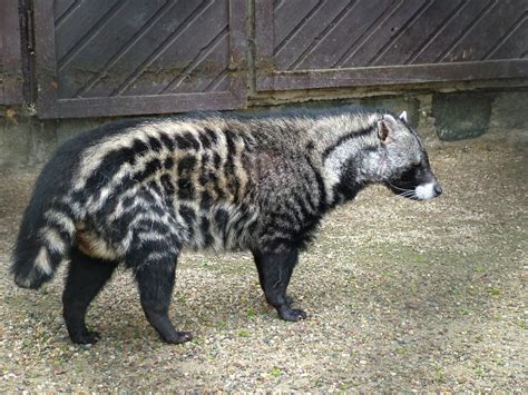 African Civet Animal Facts Information And Latest Pictures All