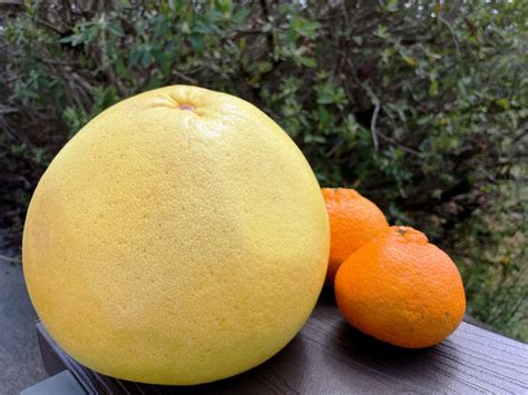 大きいみかんの種類は？晩白柚や土佐文旦や八朔やいよかんなど – 【産地直送お取り寄せ通販】トドクヨ