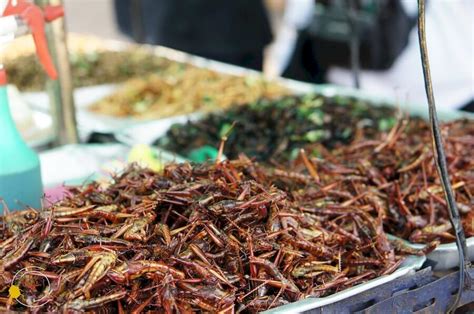 The Ultimate Edible Insect Travel Guide Thailand