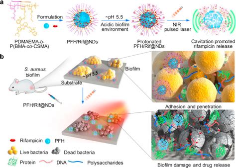 纳米人 Biomaterials：物理空化与同时深度释放抗生素引发细菌生物膜的合理协同消融