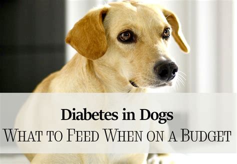 Diabetes in Dogs - What to Feed When You're on a Budget - DogVills