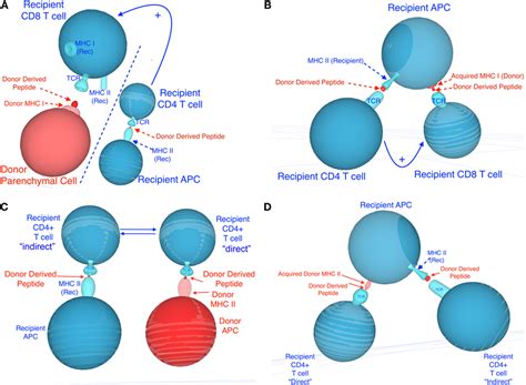 Frontiers Allorecognition By T Lymphocytes And Allograft Rejection