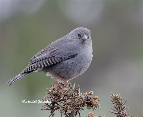 Plumbeous Sierra Finch Los Nevados Colombia Marisabel Gonzalez Flickr