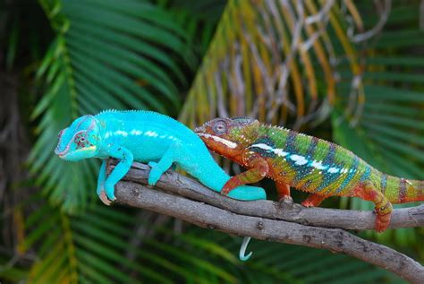 Why Do Chameleons Change Color? - 50 Shades of Chameleons