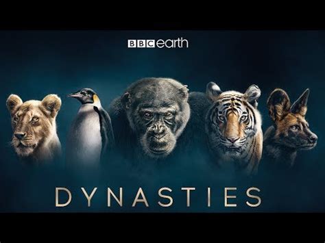 Dynasties, a New Nature Documentary Series from BBC & David Attenborough