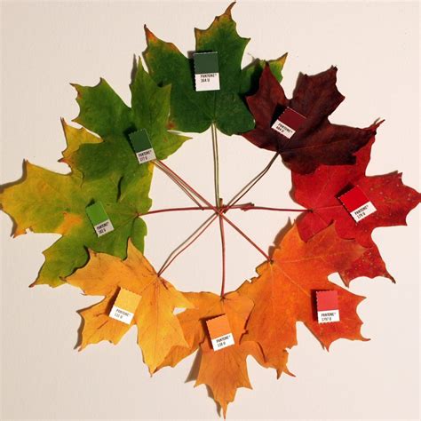 Maple_leaf_fall_colors