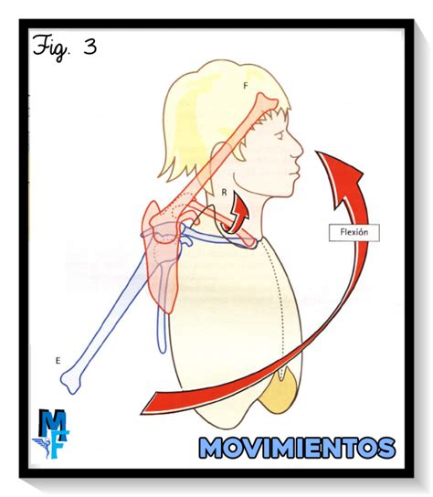 Articulación acromioclavicular verdadera