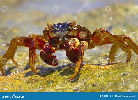 Crab Stock Image Image Of Shellfish Ts Fish Fauna 1098011