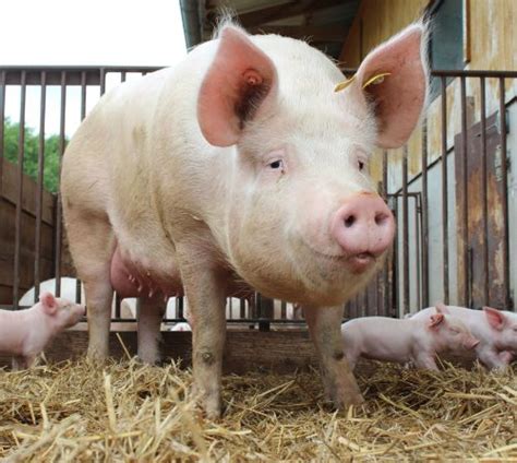 Tierhaltungskennzeichnung Meldeportal in Nordrhein Westfalen für