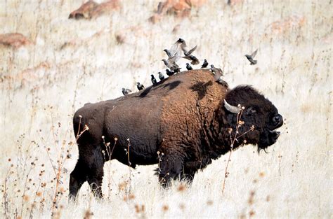 The Largest Bison Ever Caught in Oklahoma - A-Z Animals