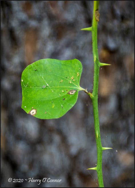 Thorny Vine Plant And Nature Photos Retained Images