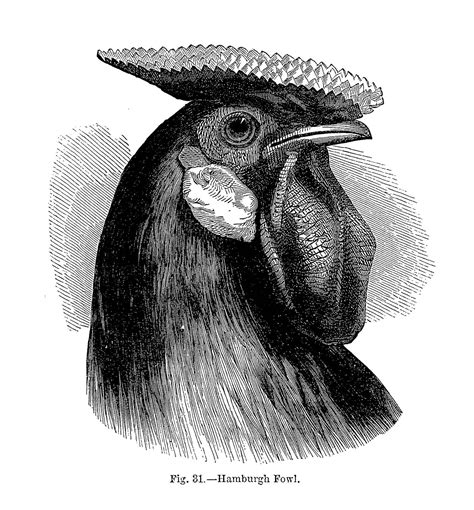 Fact File About Charles Darwin