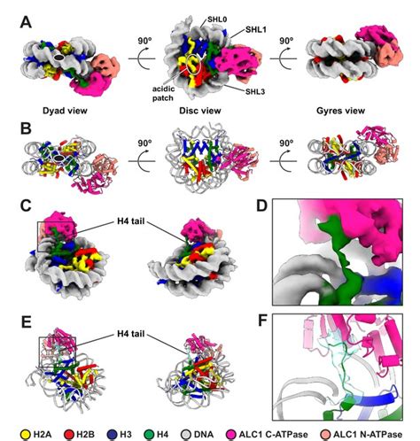 Structure And Dynamics Of The Chromatin Remodeler Alc Bound To A