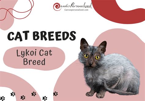 Unveiling The Enigmatic Lykoi Cat Breed: A Must-Know