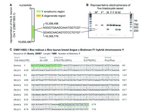 Schematics Of Pcr Assay For Sexing Samples From Cattle A Position Of Download Scientific