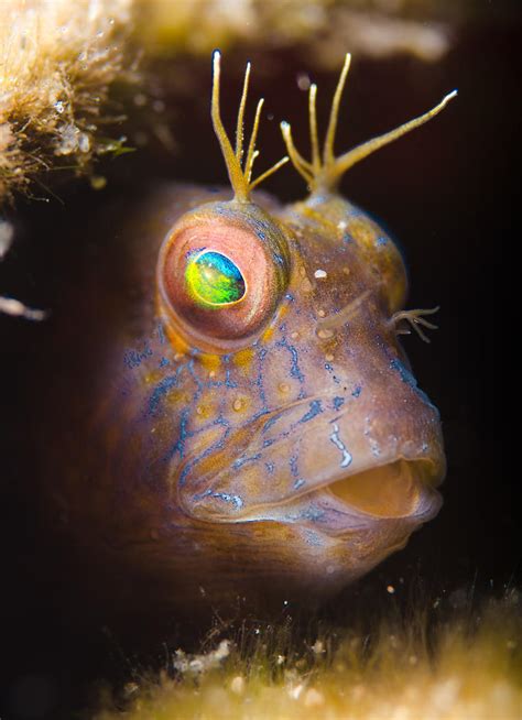 Blenny by leighd on DeviantArt