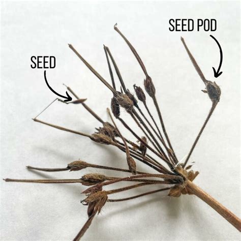 How To Collect Geranium Seeds
