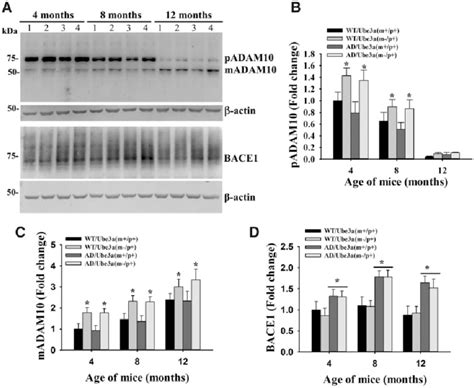 Increased Expression Of ADAM10 In The Cortex Of Ube3a Maternal