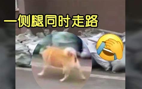 走路顺拐的小狗狗你见过没`・ω・´这都是啥子沙雕操作～哔哩哔哩bilibili