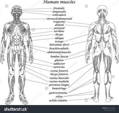 Anatomy Study Human Muscles Muscular System Stock Vector (Royalty Free ...