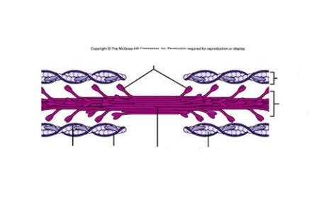 Sliding Filament Diagram Quizlet